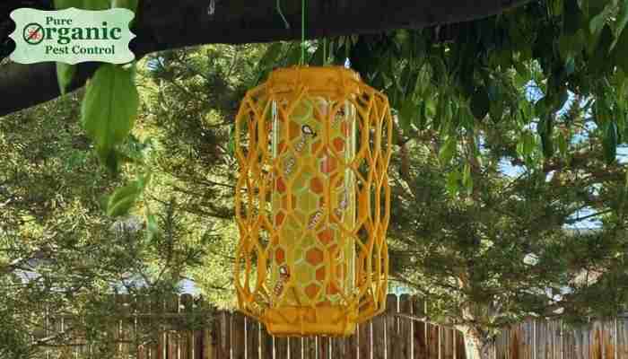 The Wasp and Hornet Trap Sancodee OBF-3